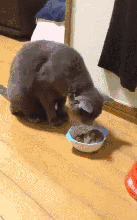 喵星人正在吃饭,铲屎官养的仓鼠突然出现了.__凤凰网