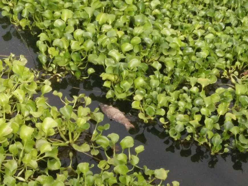 芜湖高新区一明渠水葫芦疯长,鱼虾死光__凤凰网