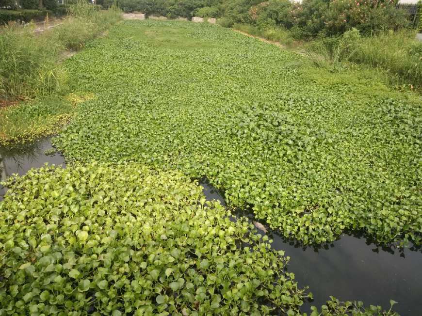 芜湖高新区一明渠水葫芦疯长、鱼虾死光__凤凰网