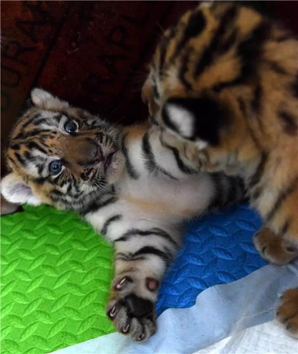 新华社关注我国东北虎人工饲养繁育:比父母养孩子还要难