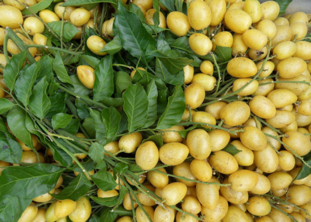 懒兔国际:对于潮汕人来说,黄皮怎样一种水果?