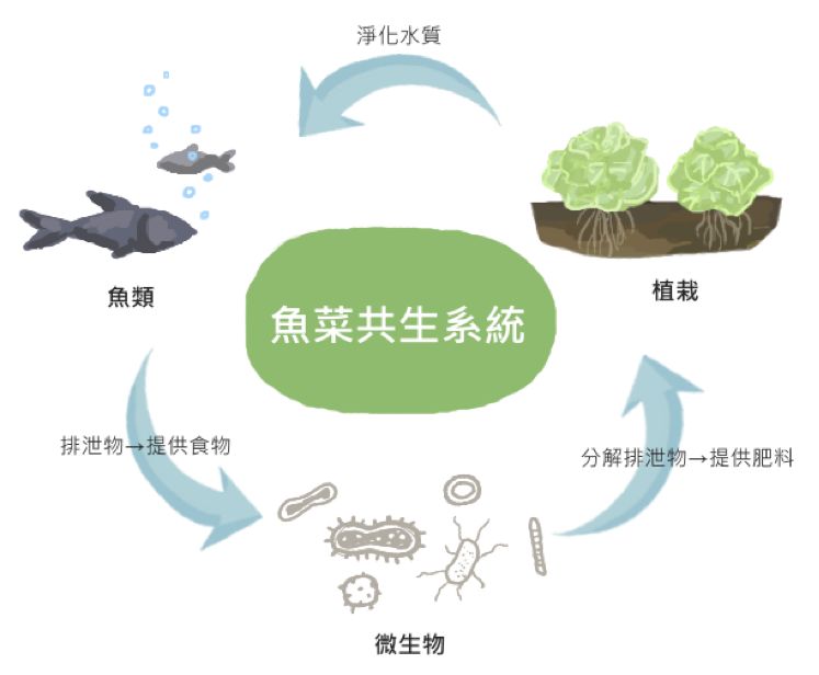 鱼菜共生系统原理图图片