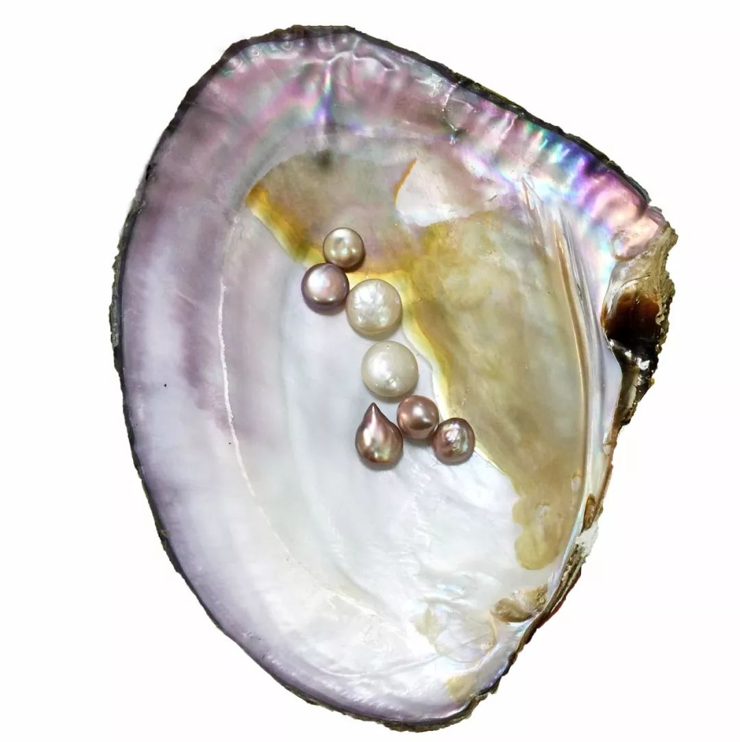 参考价:300元/ 10个   最近在淘宝推荐的"活贻贝服用珍珠"我疯了