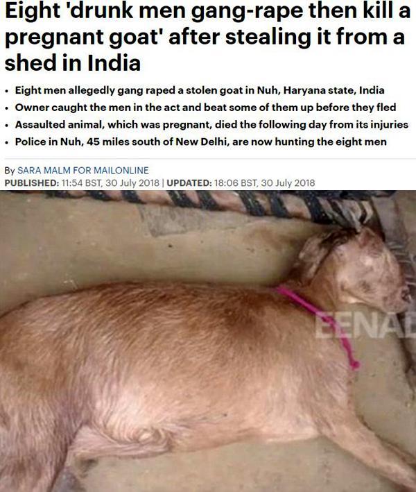印度爆强奸奇案:印度8名男子轮奸怀孕母羊,致其死亡