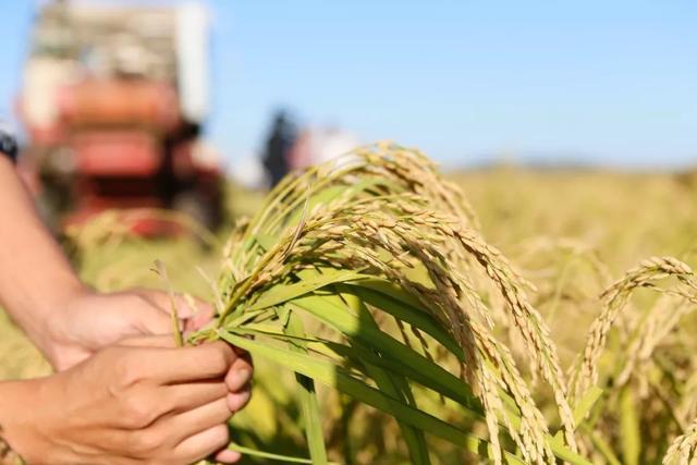 近日,袁隆平又在迪拜近郊沙漠播种水稻,经过5个月生长,首批水稻已近
