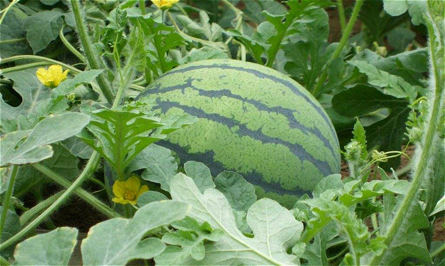 读点童年夏天最难忘我的乡情是在西瓜地里酿浓的