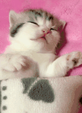 如果看到猫咪睡觉时动作过于强烈, 可以试着抚摸它们的身体, 让他们