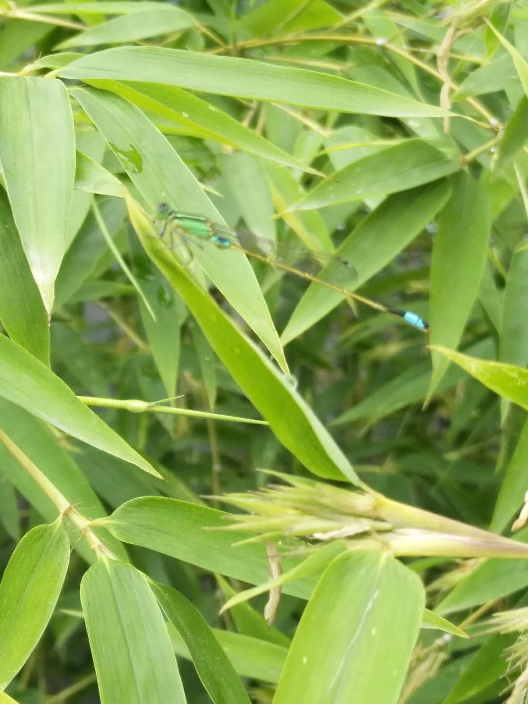 仁溪二小校園裡的竹子開花了有淡淡的清香