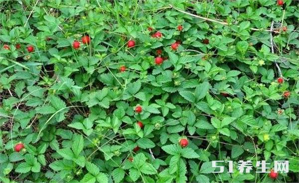 乡下口中的剧毒野果,儿时被警告不能采摘,原来是治癌抗瘤好药方