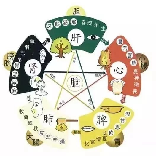 如何理解中医的心、肝、脾、肺、肾?中医精华在这儿!_凤凰网健康_凤凰网