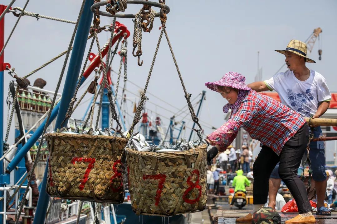 黄花鱼,带鱼,鱿鱼.第一批渔船满载而归!