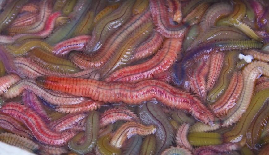 在他们的自由市场上面这种水虫交易量也是非常大的