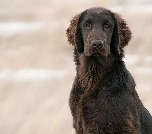 寵物基本知識:運動犬之平毛尋回犬_鳳凰網科技_鳳凰網