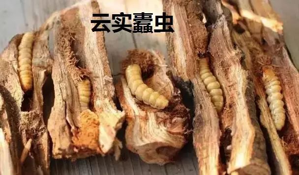 一,昨天说了今天要说的这位草药叫做阎王刺,这个是在山上能够见到的