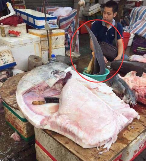 当人肉被动物从超市买回来.