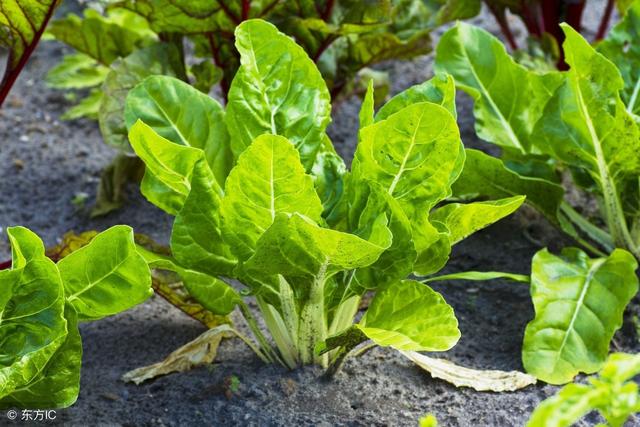 使用甜菜碱沐浴露给宝宝洗澡,甜菜碱是一种绿色成分,能够有效洗走宝宝