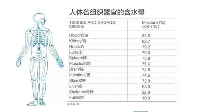 人体喝水经过器官流程图片