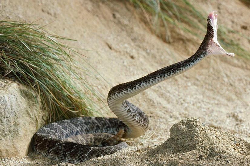 森林王蛇大战响尾蛇,结果可想而知!