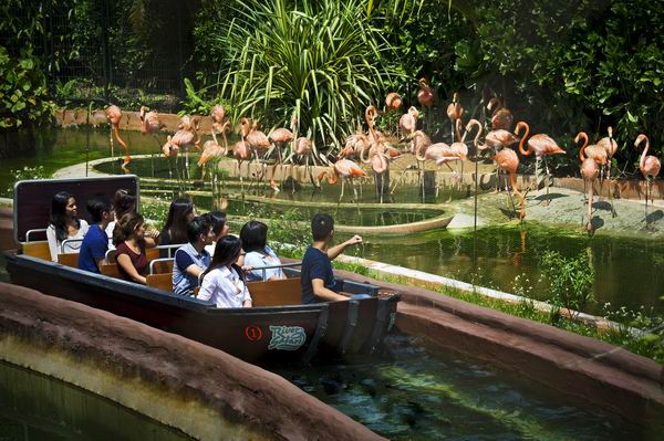新加坡动物园深度游让你逛足两天