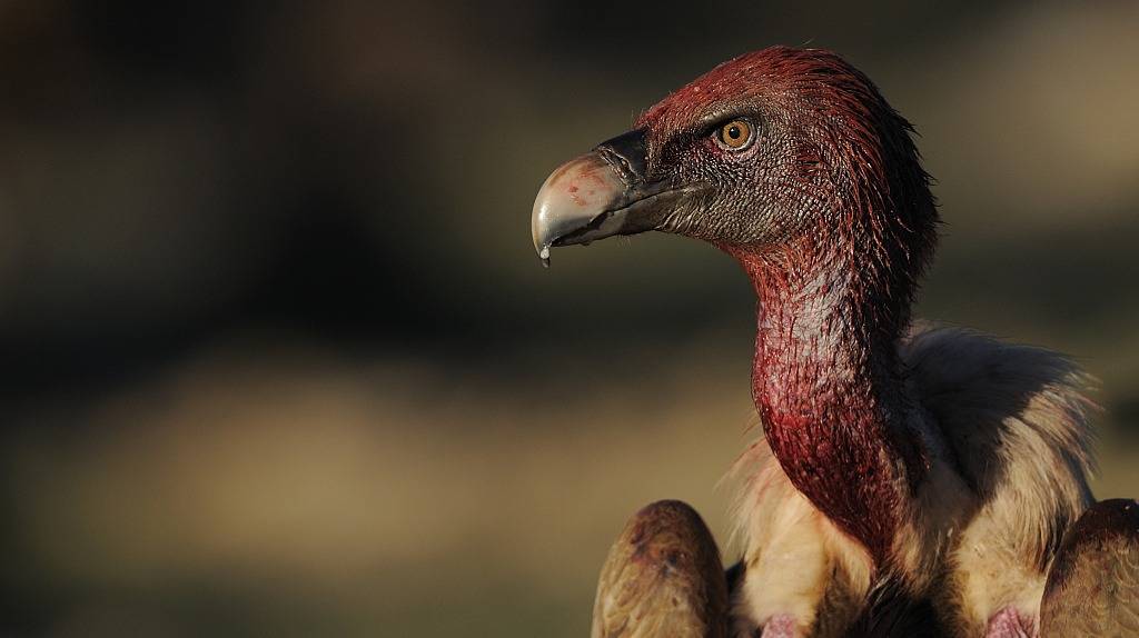 那些盯着中国公司的美国"秃鹫"