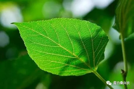 蛋白桑：桑叶为桑树的叶子_凤凰网健康_凤凰网