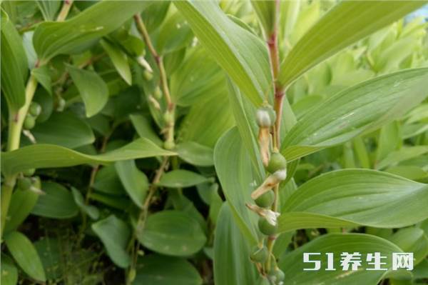 褪去铃铛的外衣,玉竹挂上了绿色小灯笼,根茎养阴润燥、生津止渴_凤凰网健康_凤凰网