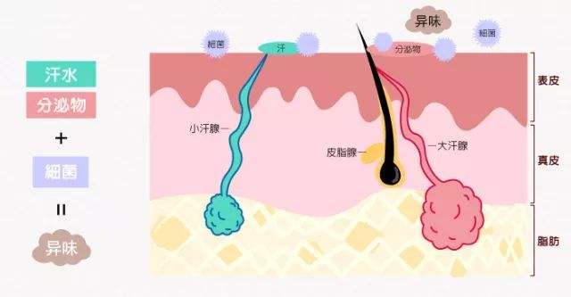 腋臭的最佳治療年齡