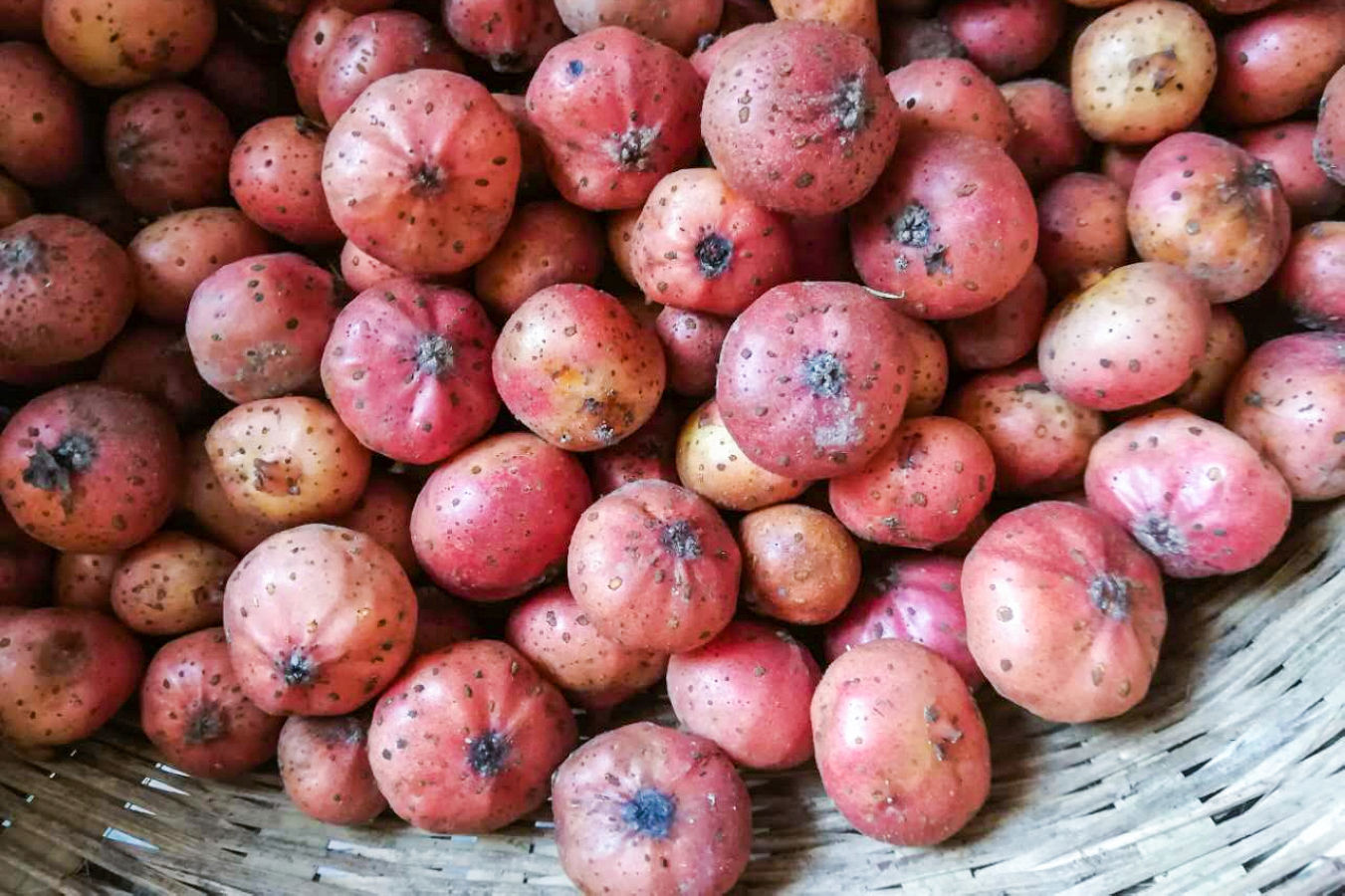 地瓜泡儿含丰富的膳食纤维,胡萝卜素及蛋白质等营养物质,地瓜泡儿胡