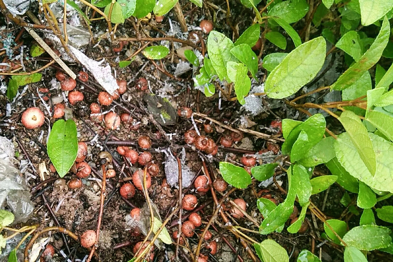 这野果6月熟7月烂9月吃不到,长在地下泥土里,曾是农村娃最爱