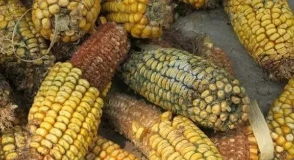 霉变的玉米到底还能不能用?__凤凰网