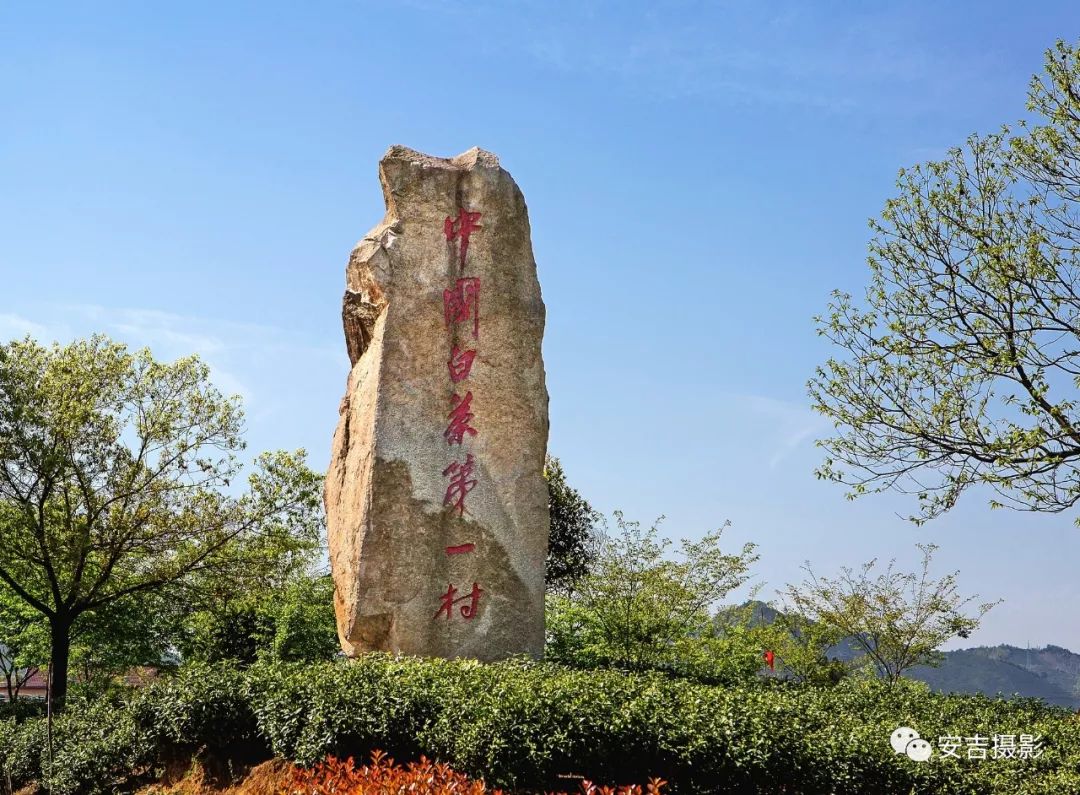 最美县域美丽乡村精品示范村巡礼之十黄杜村茶韵飘香美名扬