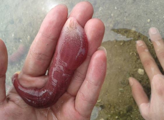 海里软趴趴的"地瓜"让人脸红,100来块一斤,你吃过吗?_凤凰网健康_凤凰