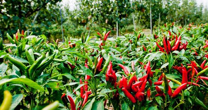 火辣辣的创业路,大学生夫妻回乡种辣椒,带领全村一起致富 _凤凰网