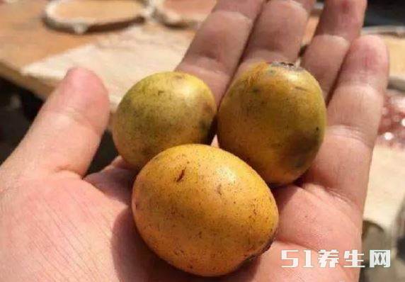 山里头长着五只眼的果子却称五福临门还对烧伤有良效