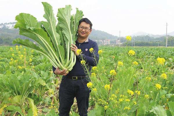 他不当经理当菜贩,做菜心礼盒,让菜树变身"摇钱树"