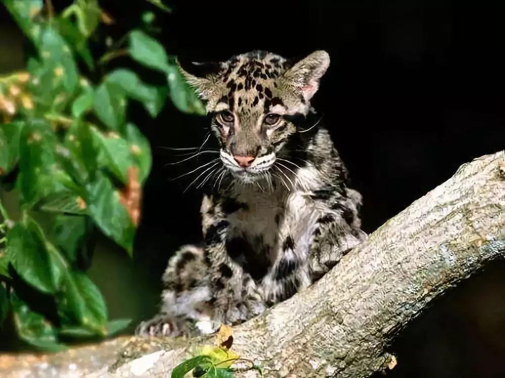 给喵星人一点时间 它们可以统治新的世界!