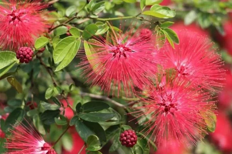 粉扑花,别名:美蕊花,小朱缨花