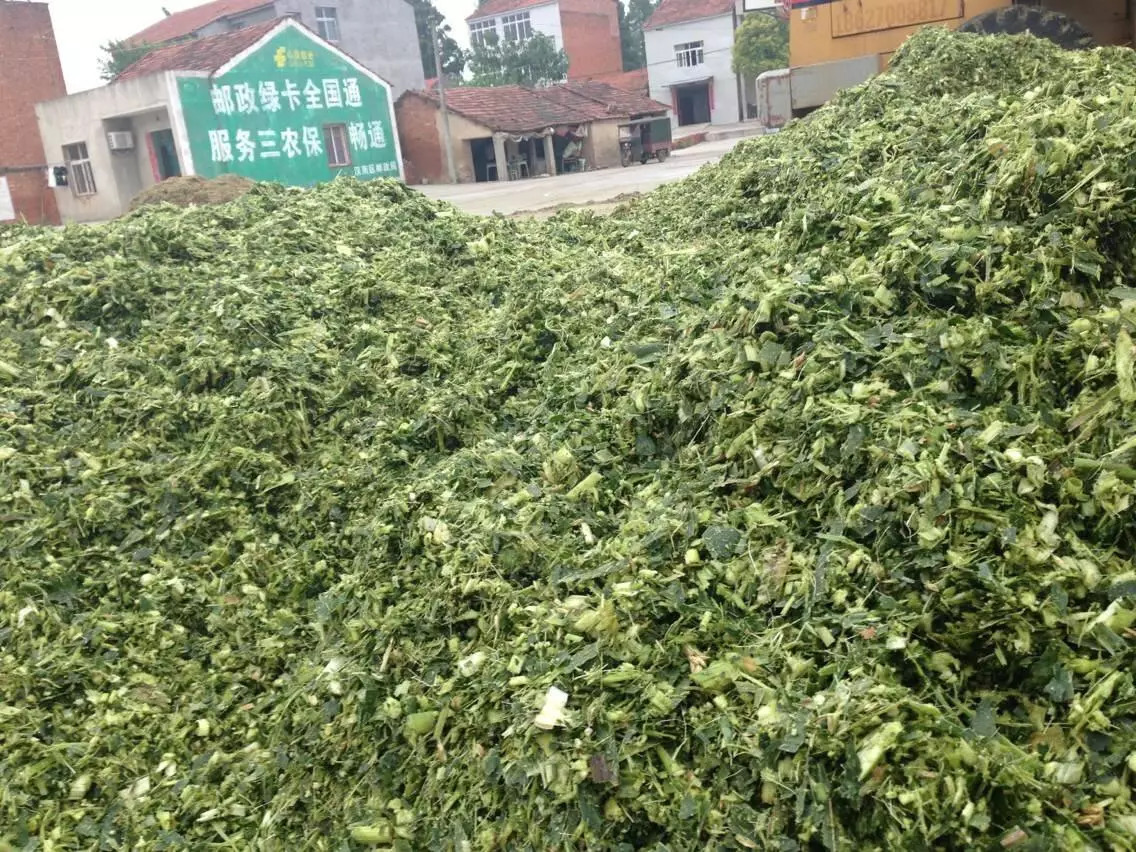 2,青绿饲料