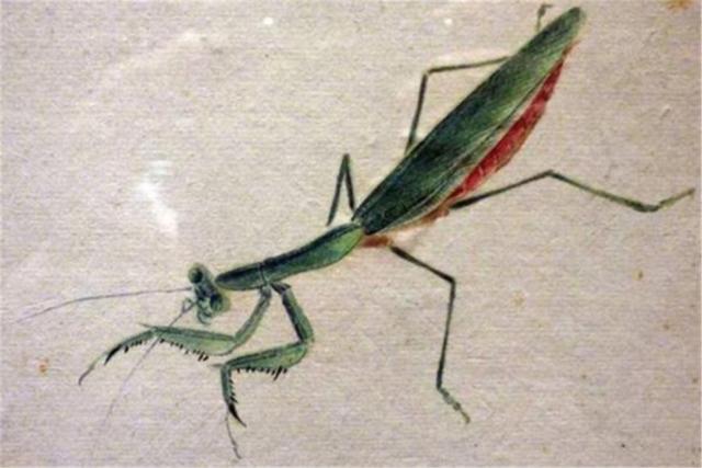 齐白石画的虫子还没指甲大,但放大10倍后观察,发现了其中的秘密