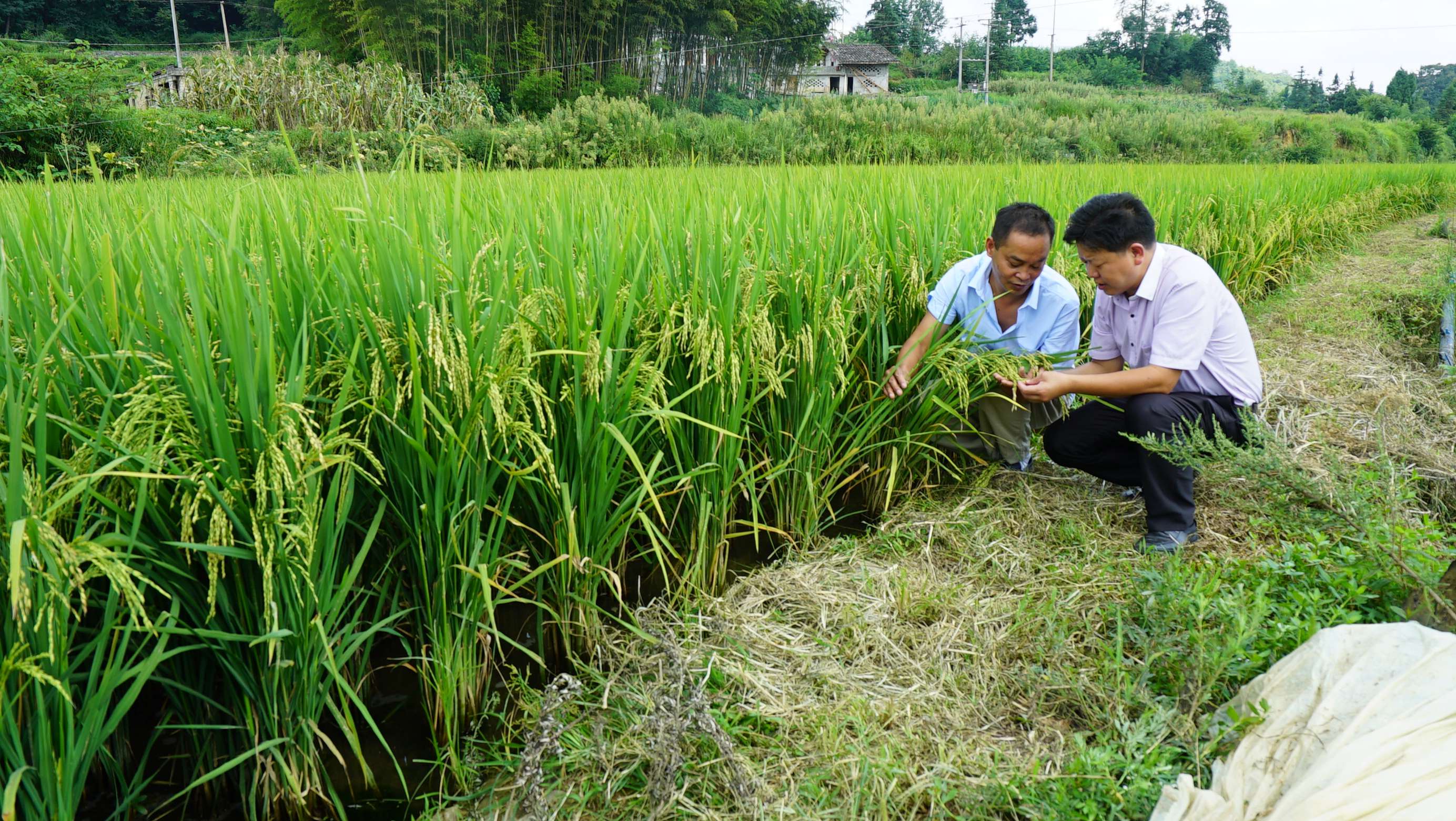 贺龙元帅的专职飞行员退役回乡 几经周折寻回2000年历史的"占城稻"