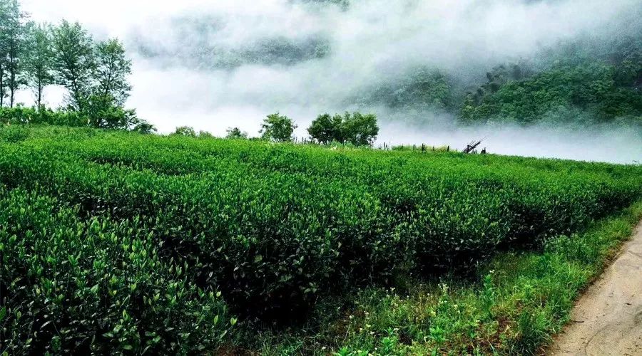 六安瓜片的生长环境