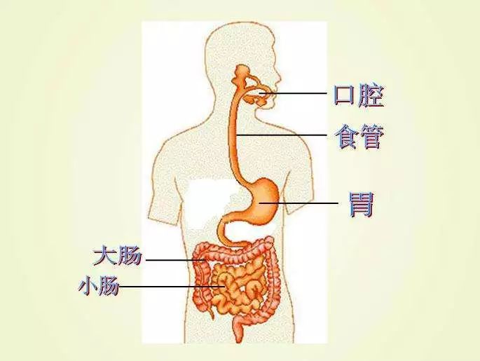 营养:指人体消化,吸收,利用食物或营养物质的过程,也是人类从外界获取