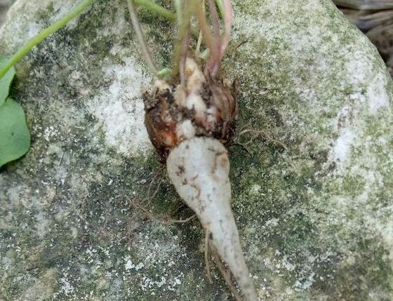 治汤火伤:鲜酢浆草洗净捣烂,调麻油敷患处.《闽东本草》 4.治疔疮