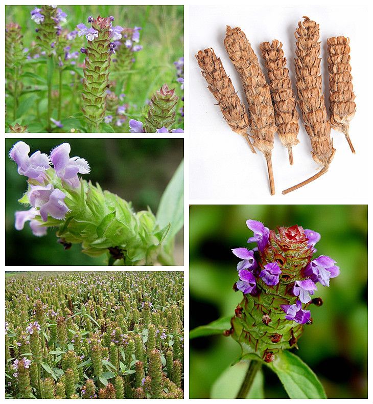 并且都是一大片一大片的生长,它的名字叫做夏枯草,又名九重楼,铁色草