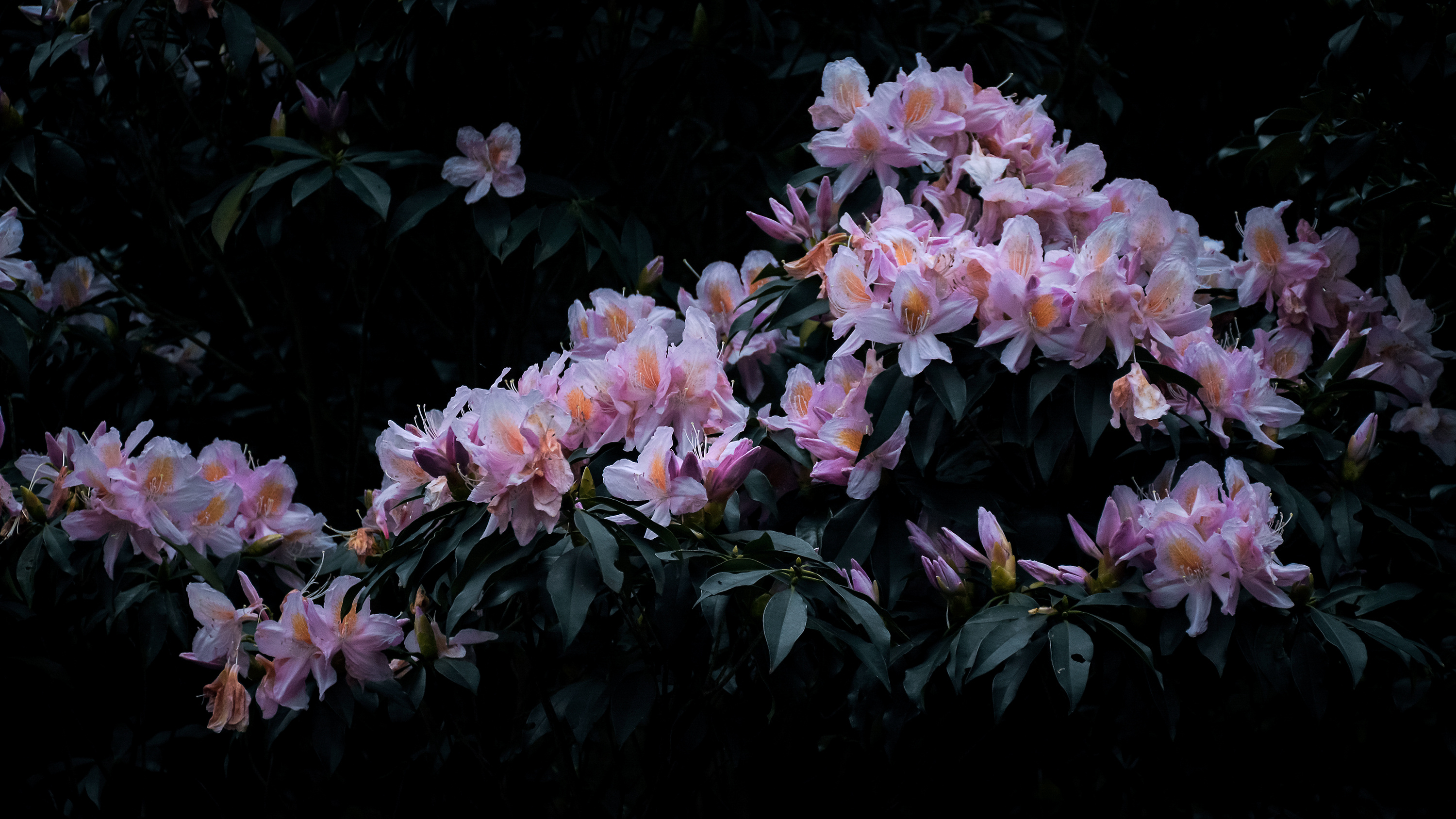被《香蜜沉沉尽如霜》虐哭的我,居然真的找到 了这几处人间"花界"