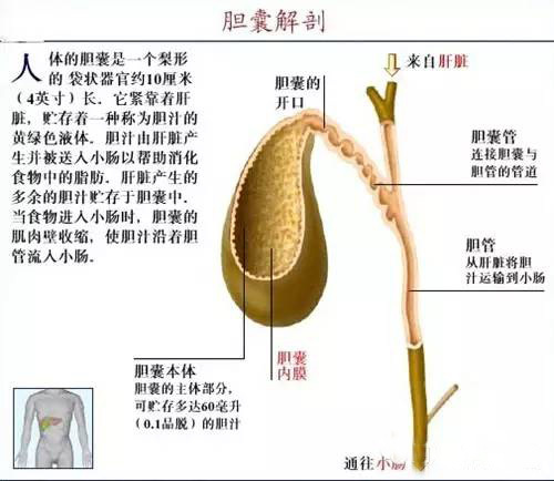 世纪之争:治疗胆结石 切胆OR保胆_凤凰网健康_凤凰网