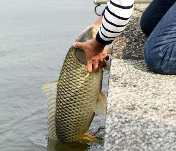 淡水鱼,到底该怎么钓?