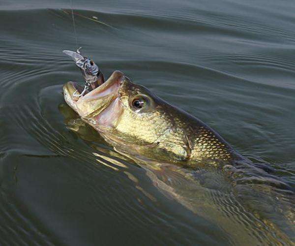 路亚鲈鱼,你选对标点了吗?