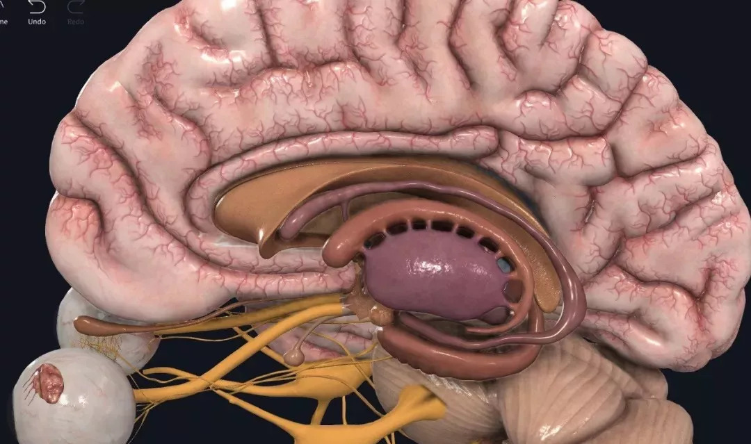 边缘系统的重要组成包括,海马结构,海马旁回及内嗅区,齿状回,扣带回