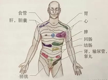背部对应的内脏图图片